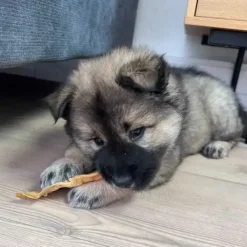Snack'it Kalveører
