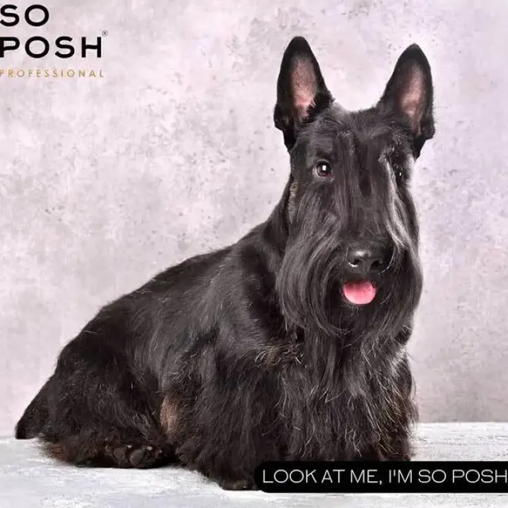 So Posh Professional I'm So Harsh Shampoo | 250 ml