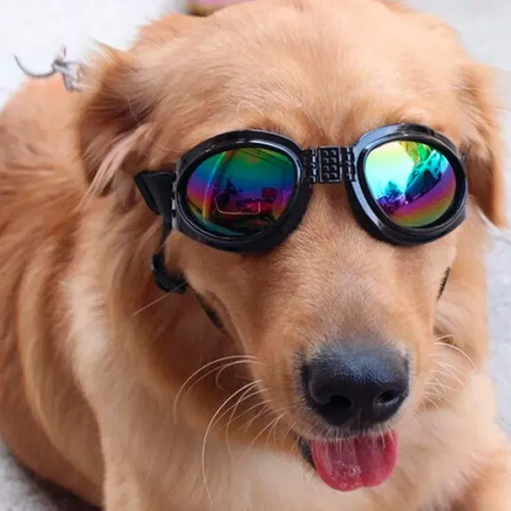 SportyDog hundesolbriller