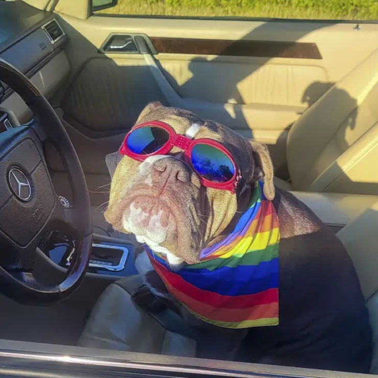 SportyDog hundesolbriller