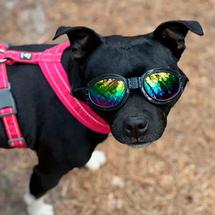 SportyDog hundesolbriller