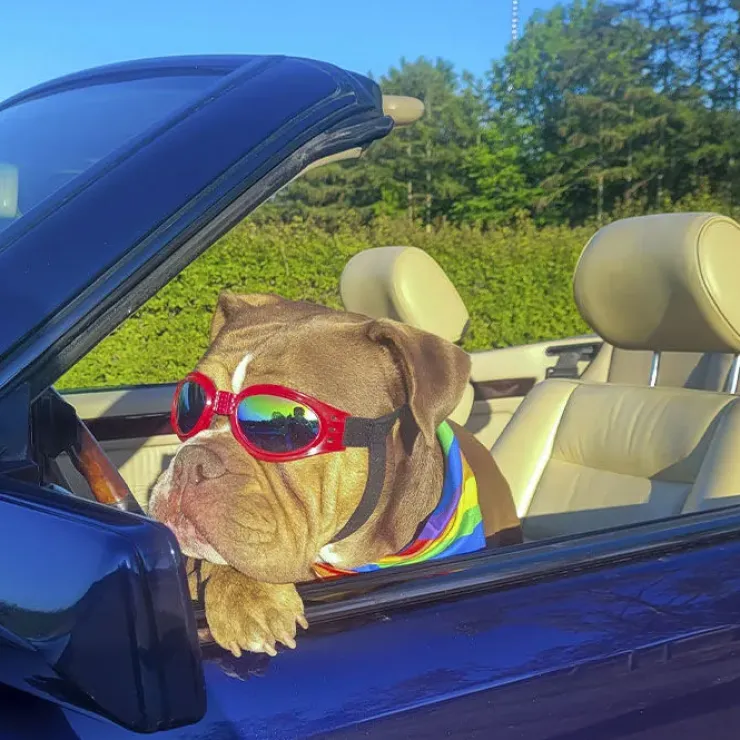 SportyDog hundesolbriller
