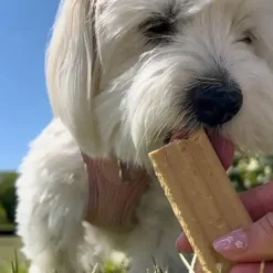 Treateaters Ice Cream | Hundeis