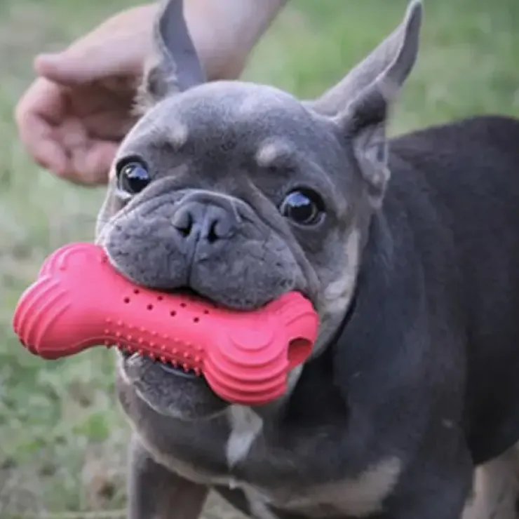 Trixie Cooling Bone | Naturgummi