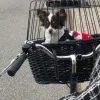 Trixie cykelkurv sortbejset flet med gitter