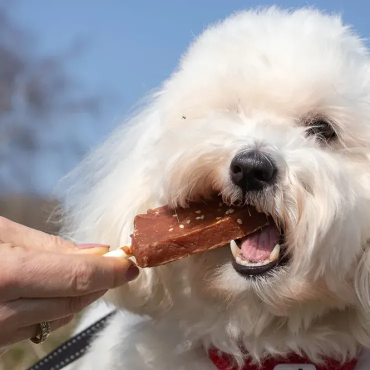 Trixie Dentafun hundeis | Chicken Pops