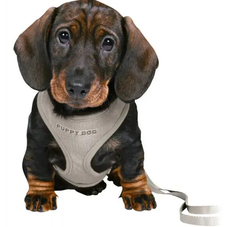 Trixie Puppy Dog hvalpesele og line