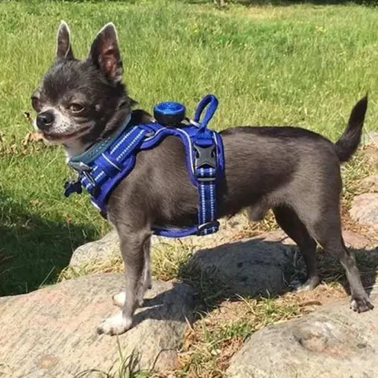 TrueLove Explosion Proof | LUKSUS Hundesele