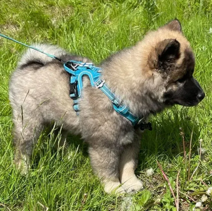 TrueLove Explosion Proof | LUKSUS Hundesele