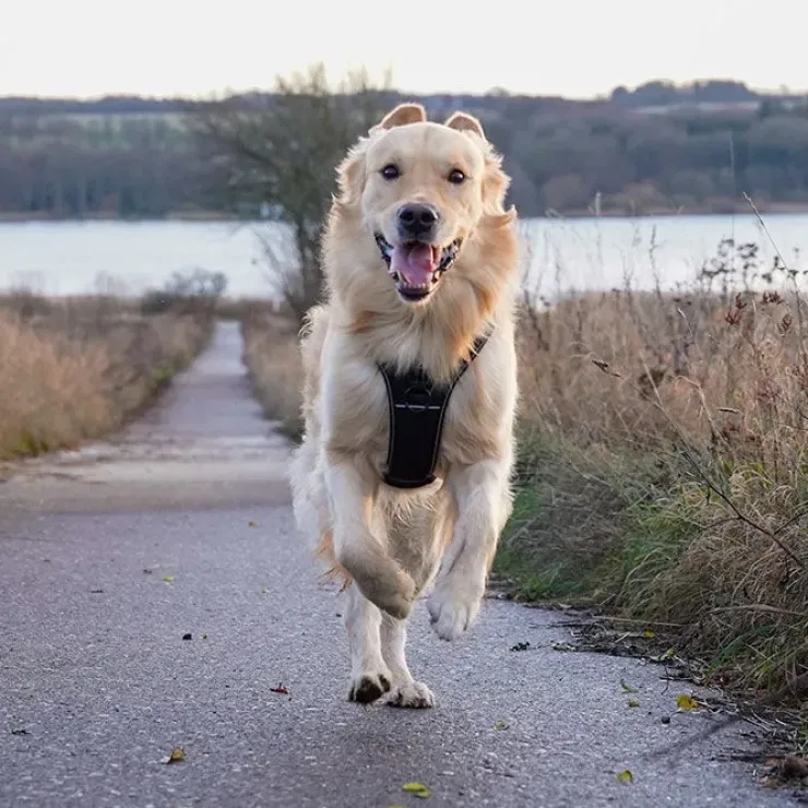 TrueLove Outdoor Hundesele | OUTLET