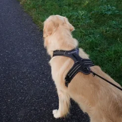 TrueLove Outdoor Hundesele | OUTLET