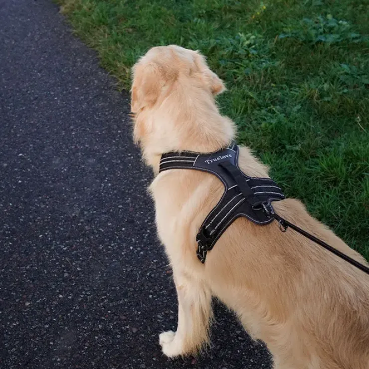TrueLove Outdoor Hundesele | OUTLET