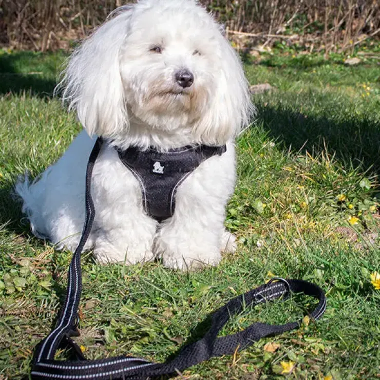 TrueLove Refleks Hundesnor | Justerbar dressurline 2M
